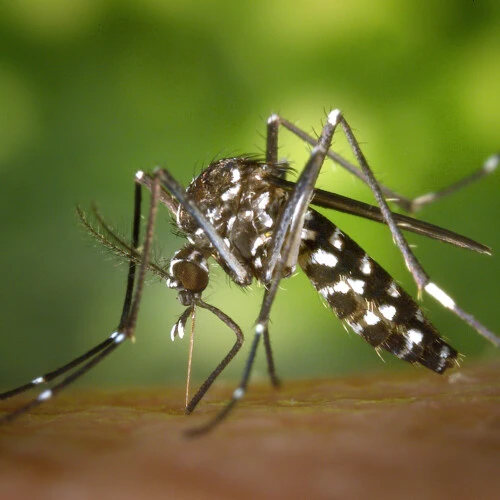 The Asian Tiger Mosquito, a type of invasive Aedes mosquito examined in Binckley's research.