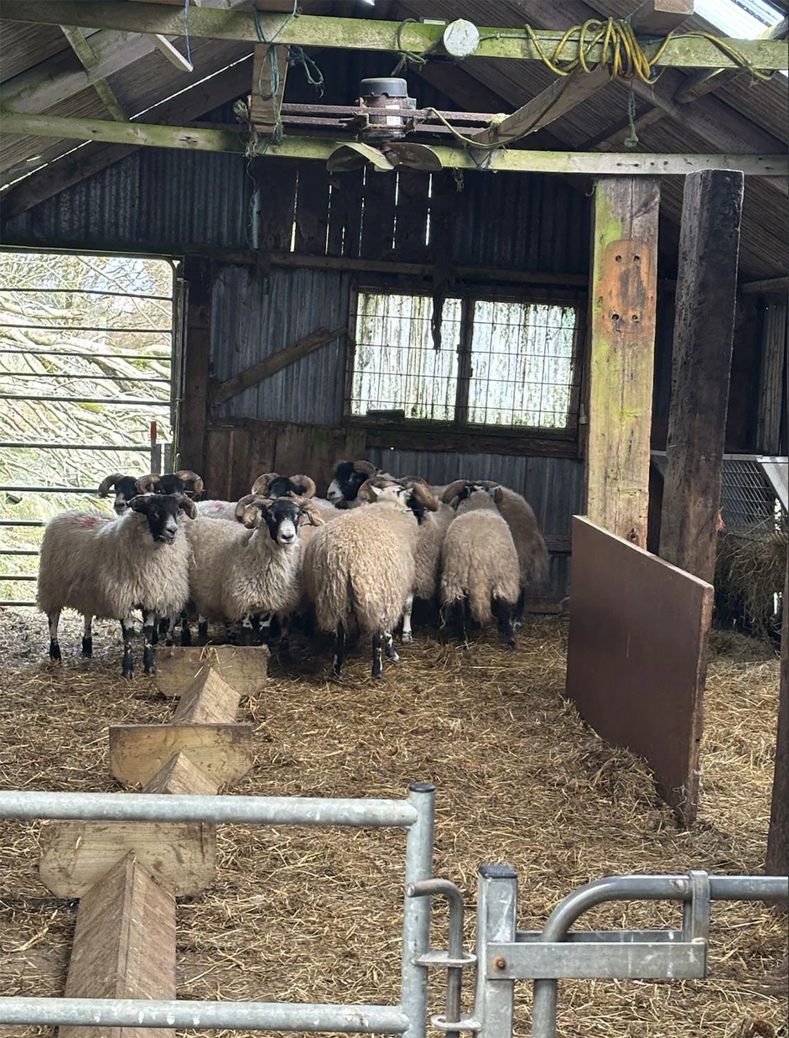 A group of sheep in Scotland.