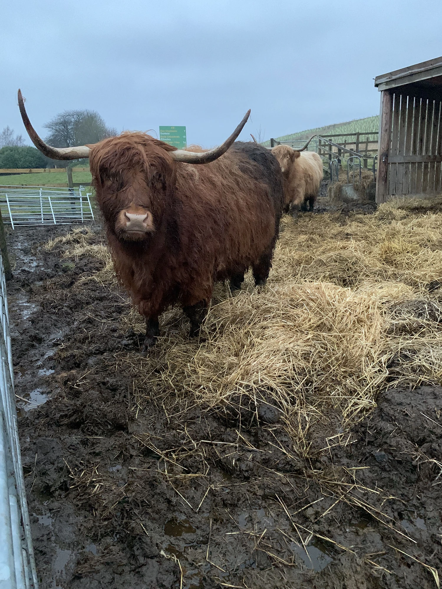 A highland cow.